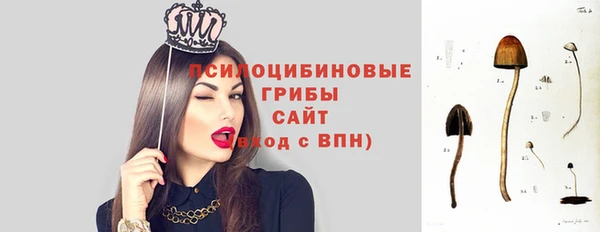 прущие грибы Беломорск