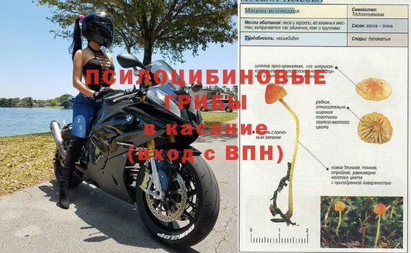 прущие грибы Беломорск